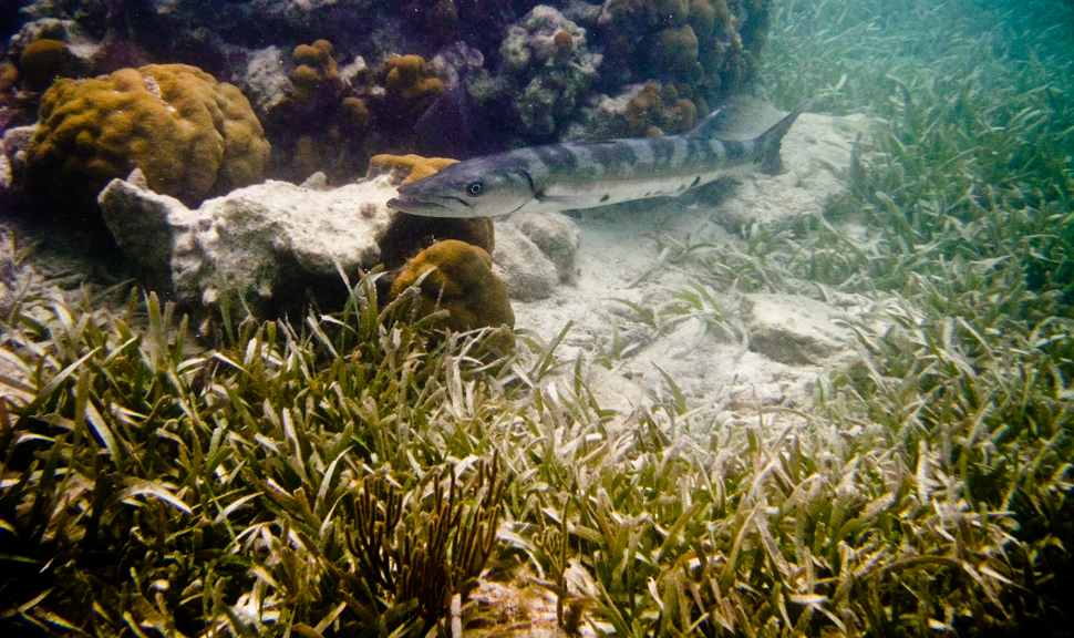 Seagrass, Corals, and a Baracuda in Dry Tortugas National Park
