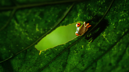 A frog sits peering through a hole in a large tropical rainforest leaf. 