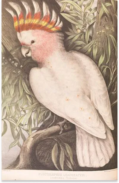 Scientific illustration of a Leadbeater's cockatoo perched among leafy branches, displaying its colourful crest.