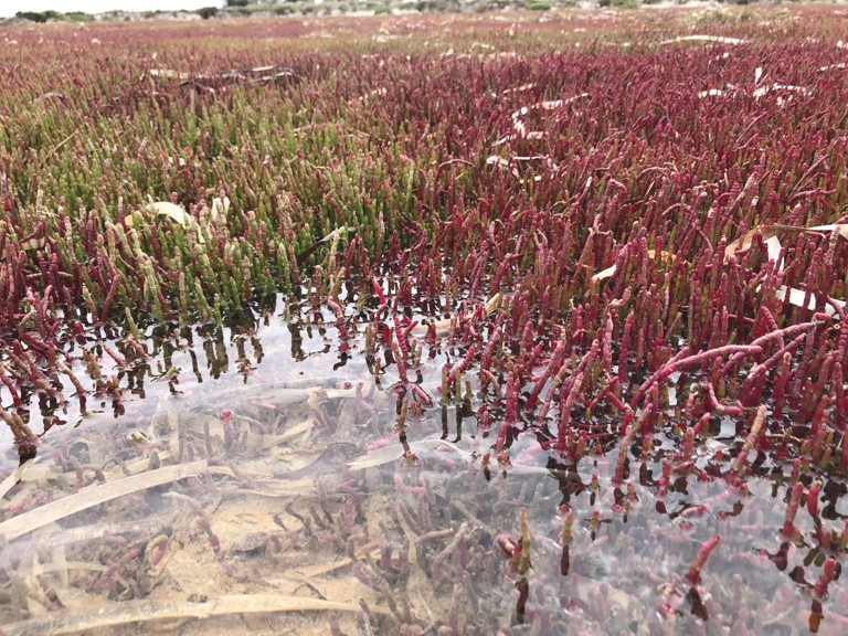 Succulent saltmarsh in South Australia