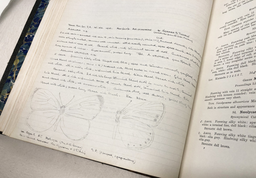 Lyell’s handwritten annotations in Butterflies of Australia