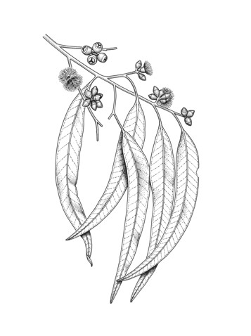 Manna Gum in flower
