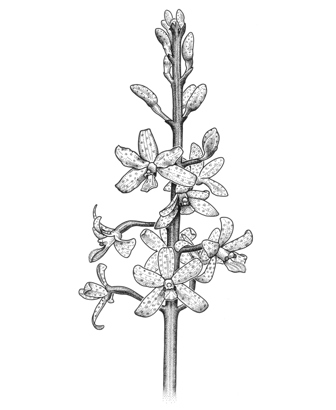Hyacinth orchid
