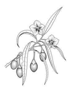 Kangaroo Apple