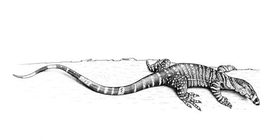 Tree Goanna