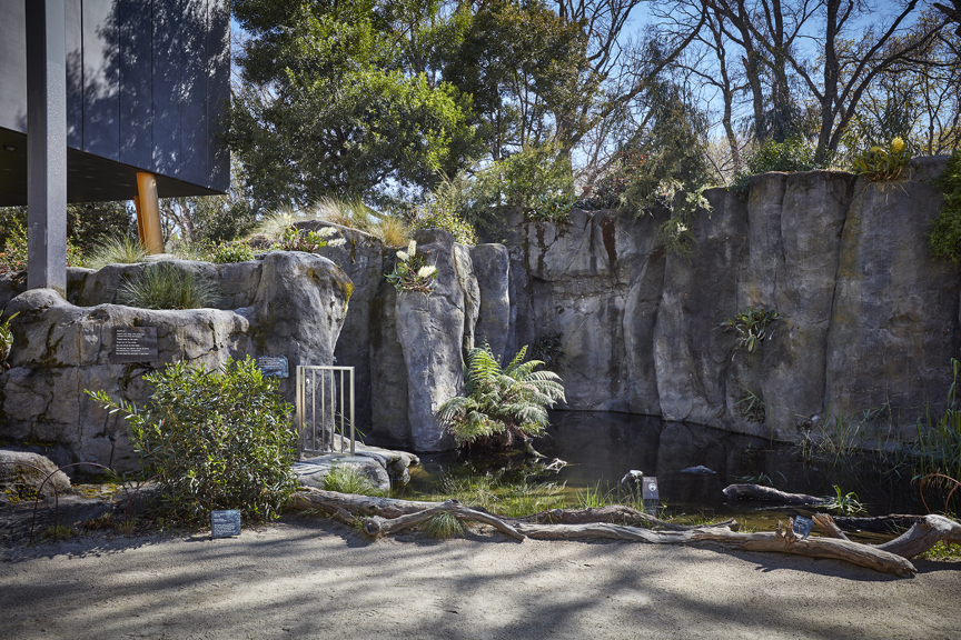 Bunjilaka's Milarri Garden's pond.