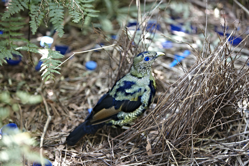 Young male Satin Bowerbird, Ptilonorhynchus violaceus in subadult plummage.