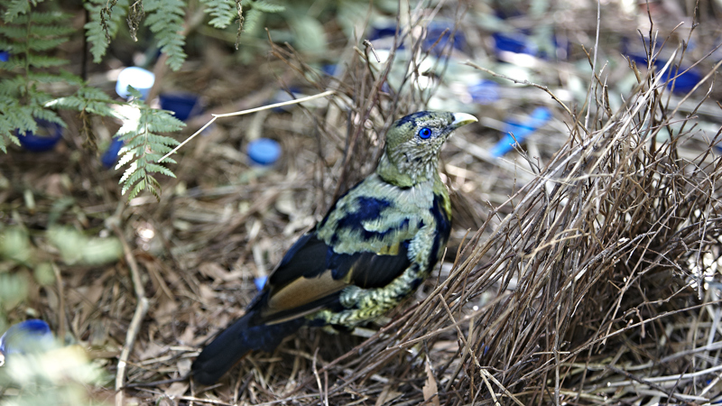 Young male Satin Bowerbird, Ptilonorhynchus violaceus in subadult plummage.