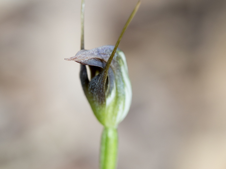 Maroonhood (Pterostylis pedunculata).