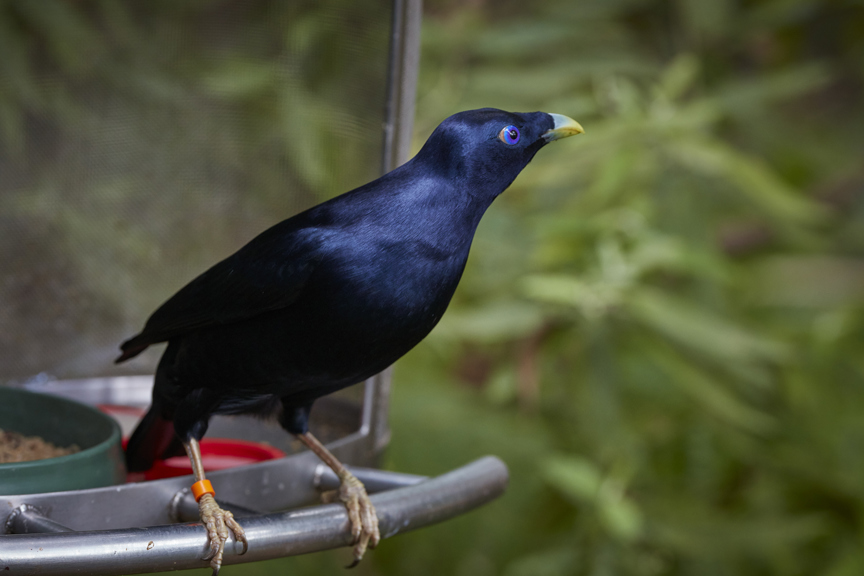 Satin Bowerbird (Ptilonorhynchus violaceus).