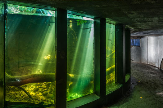Freshwater aquarium in the Forest Gallery at Melbourne Museum.