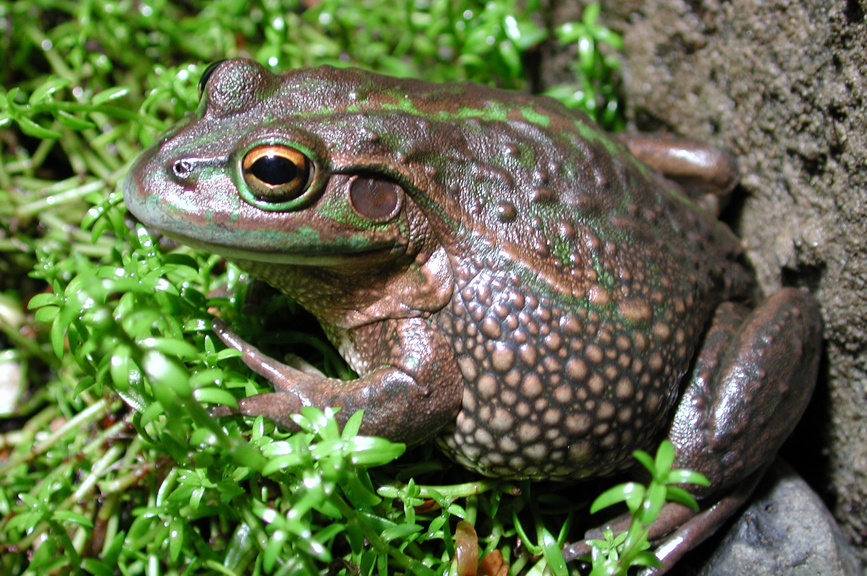 Growling Grass frog - Litoria raniformis from southern Victoria.