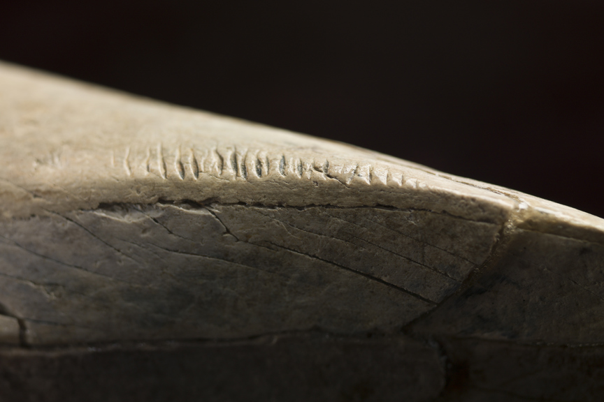 Right upper incisor #2 of Diprotodon, featuring possible human markings (detailed).