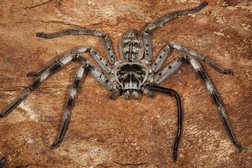 Murray Banded Huntsman