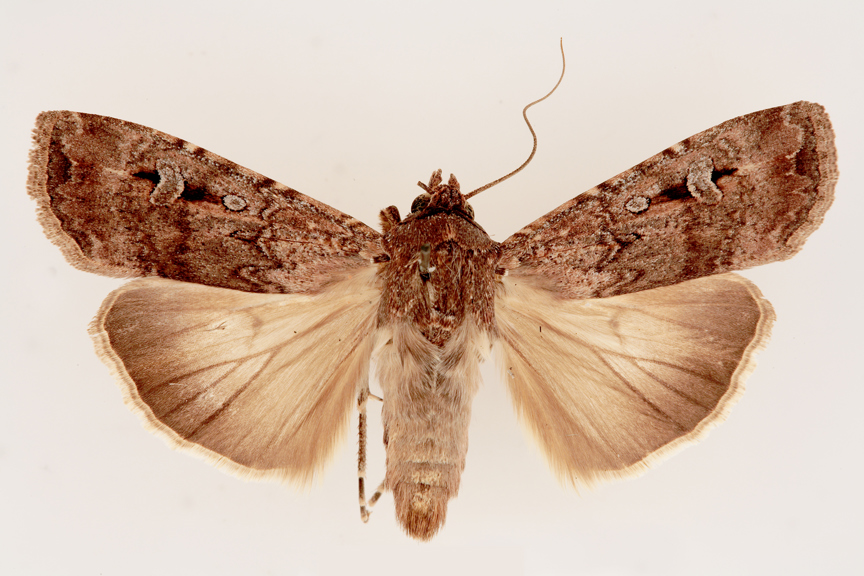 Dorsal view of female Agrotis infusa, Bogong moth.