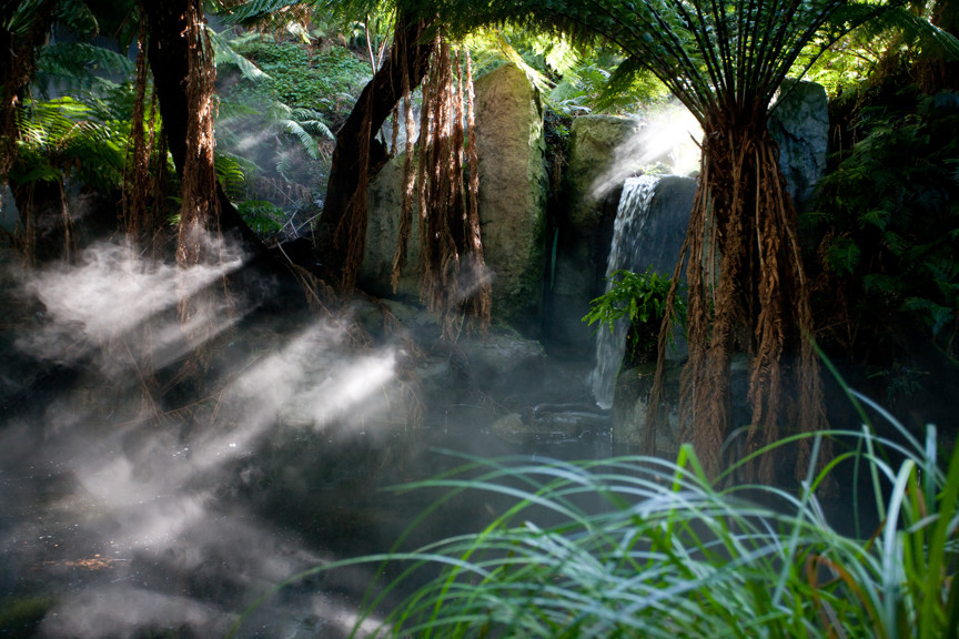 Ferns and mist in the Forest Gallery.
