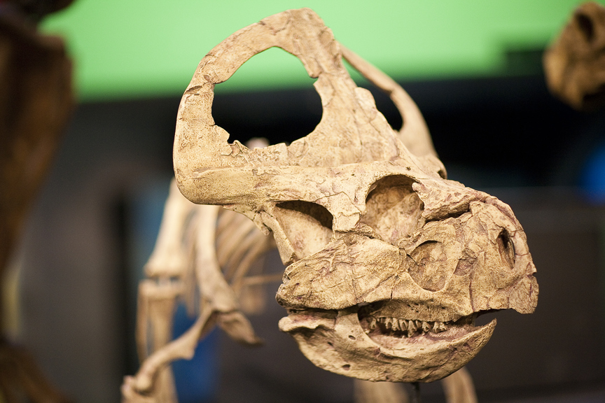 Protoceratops andrewsi (Cretaceous) from the Dinosaur Walk gallery at the Melbourne Museum.