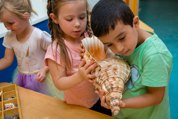 Two kindergarten children looking at a large conch shell during a visit by the Museums Victoria outreach team.