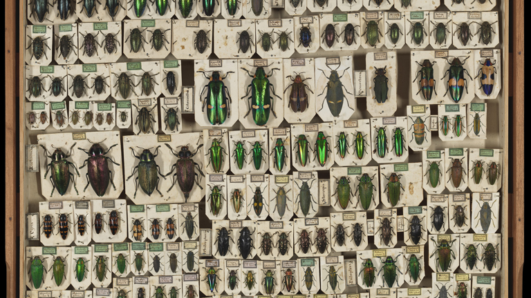 Specimen drawer of Buprestidae (Jewel beetles)