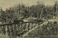 Monbulk Curve, Gembrook Railway, circa 1920