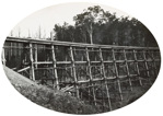 A timber trestle bridge on the Warragul to Noojee line, Neerim South, 1918