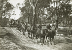 Construction of the rail bridge over the Murray River, Yarrawonga, circa 1930. A twelve-horse team is hauling a jinker loaded with R.G. (red gum?) piles.