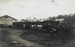 Bullock and dray beside goods trucks hauling timber, circa 1910