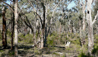 Dry woodland 