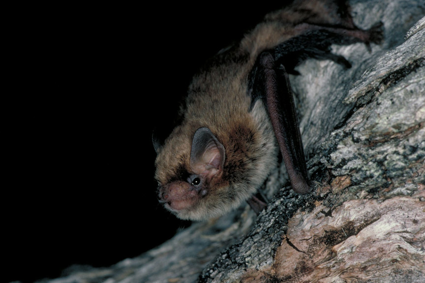 A small bat on a tree trunk
