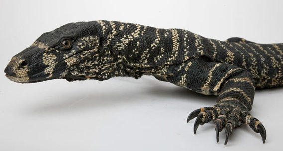 Detail of a goanna specimen