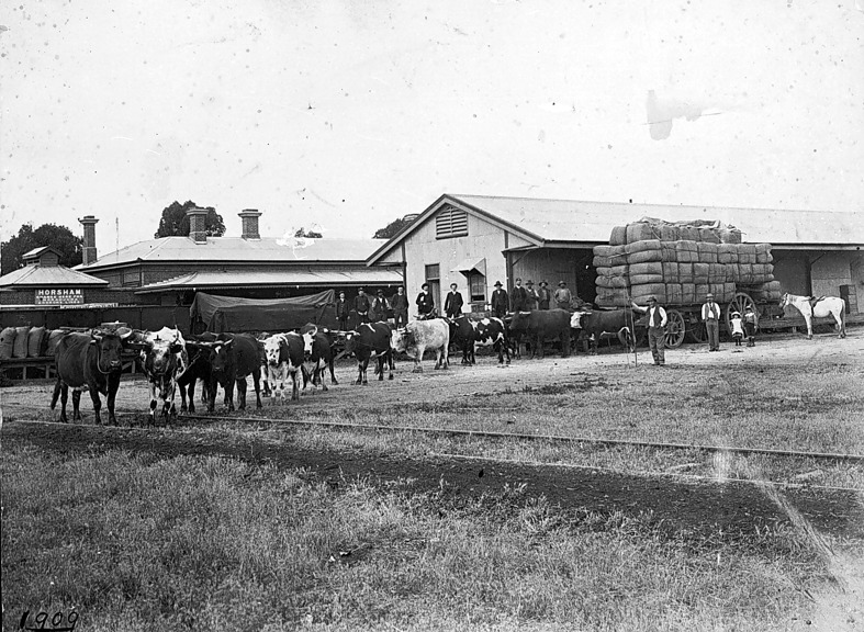 Unloading wool at Horsham Railway Station, circa 1909