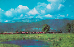 Steam locomotive hauling goods trucks, Myrtleford district, circa 1950