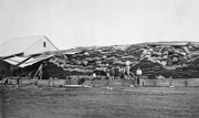 Wheat stacks devastated by a mice plague, Cowangie, circa 1930