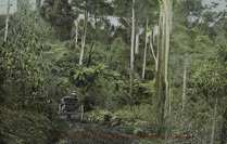A lady riding in a horse-drawn vehicle along a track through the bush, Fairy Fern Bower, Sassafras, Dandenong Ranges, 1907