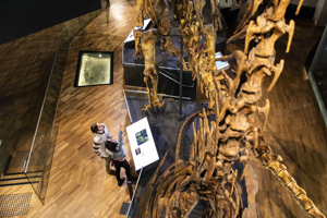 The Dinosaur Walk Exhibition in the Science and Life Gallery, Melbourne Museum