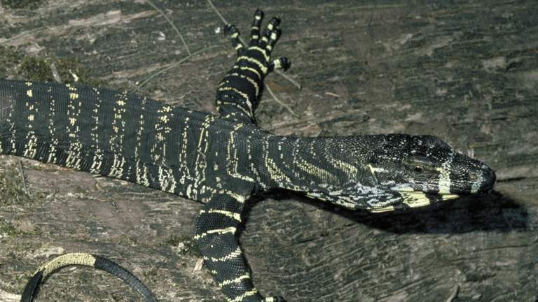 detail of a Tree goanna resting on a long