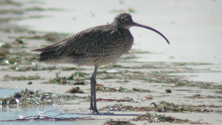 A bird with a long beak and long legs standing on the shoreline