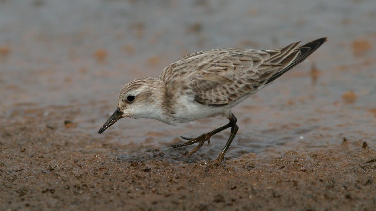 Small brown bird standing on the shoreline