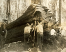 Staff rolling off a messmate stump, Moe to Walhalla line, Walhalla district, 1906