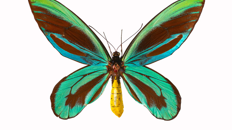 Butterfly with green and blue wings on a white background