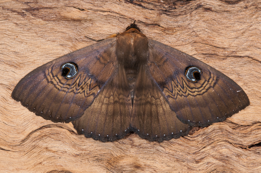 Dasypodia selenophora, Southern Old Lady Moth