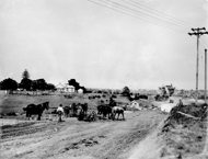 Horse-drawn grader/scarifer for track preparation