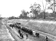 Bullock team ploughing cutting, Yallourn, 8 July 1921