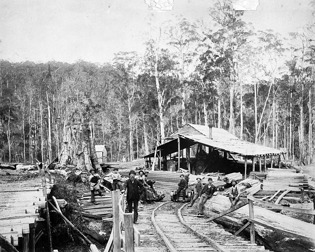 Timber workers in front of Robbin's timber mill, Forrest, circa 1890