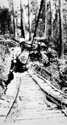 A timber worker standing on a log on a rail line, Beech Forest district, 1921