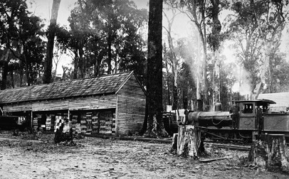 Milled timber drying under cover, Mullungdung, circa 1915