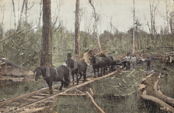 Horses hauling a flatbed truck along wooden rails, pre-12 June 1906