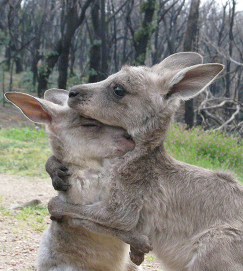 Two kangaroos in an embrace, in a bush clearing, St Andrews, October 2009. These kangaroos were made orphans due to the Black Saturday bushfires and are very close. Cooper (right) and Merlot (left), two young Grey Kangaroos, are standing within a bush clearing at Wildhaven Wildlife Shelter. Part of the Kinglake National Park can be seen in the background; with burnt tree trunks and new undergrowth visible.