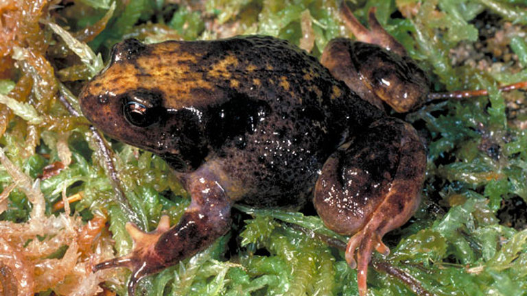 Brown frog on a green background