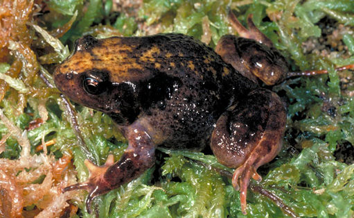 Brown frog on a green background